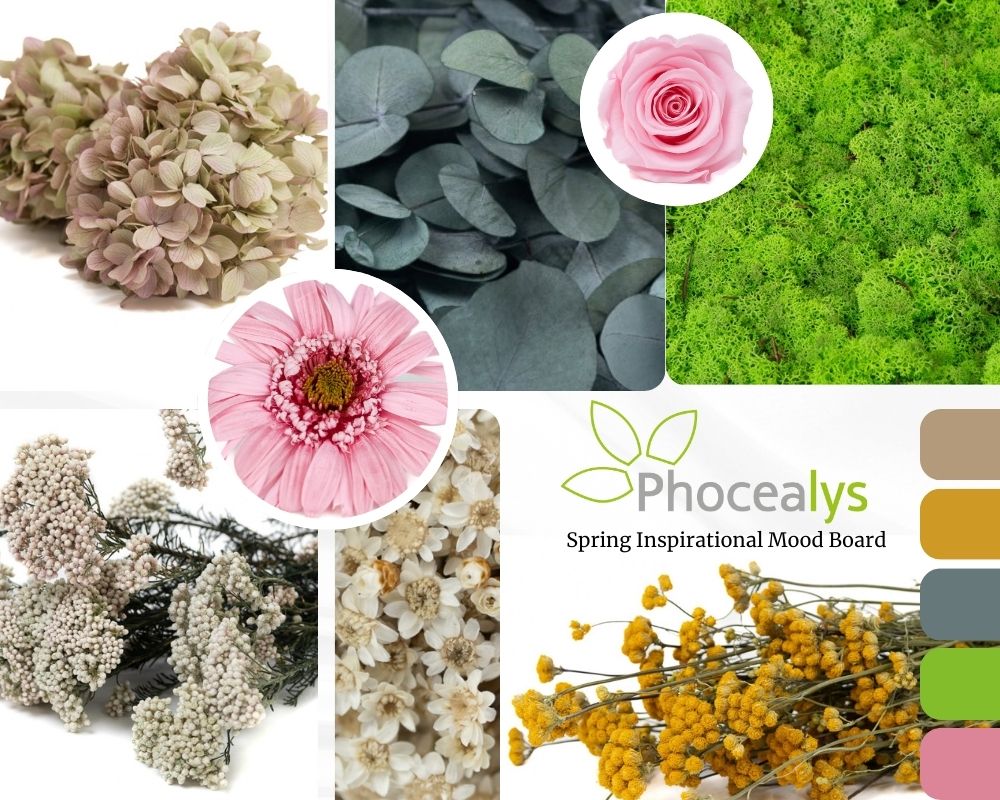 Mood Board Phocealys